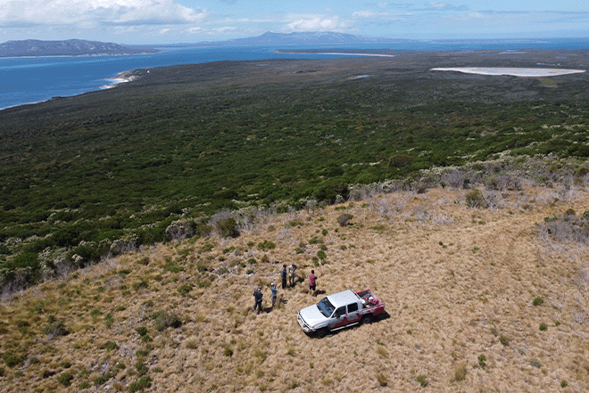 Massive Attack, King Gizzard and Laneway are helping bring wombats back to a Tasmanian island