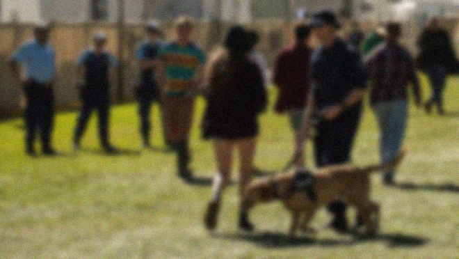 NSW Labor ignores findings of its own drug summit to instead keep sniffer dogs & strip searches